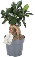Bonsai Tree Indoor Plant