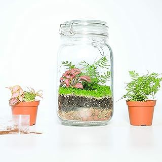 ConcreteLab&Co Closed Plant Terrarium Kit Fittonia Fern Moss Tools (Kit with Fern, Fittonia & Baby Tear Seeds)