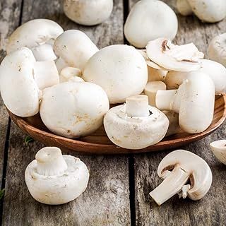 Windowsill Mushroom Growing Kit - White Mushroom Gift Wrapped Easy to Grow Your Own Mushrooms at Home x 1 by Thompson & Morgan