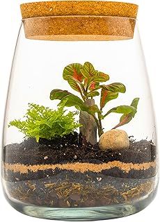 DIY Terrarium Kit with Fern and Fittonia Create Your Eco-Friendly Indoor Garden Centerpiece