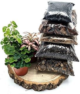 DIY Medium Closed Terrarium Starter Kit • With 3 Humidity Loving Plants Included (Natural)