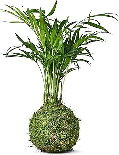 Tranquil Plants Home Decor Palm Bonsai Tree Indoor Plant Embedded in Green Moss Ball for Bedroom - The Green Moss Ball - Japanese Zen Gardens and Bonsai Gardening Gift Indoor Plant 25cm