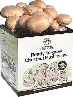 Merryhill Mushrooms - Fresh Chestnut Mushroom Growing Kit | Gardening Gifts for Women, Men & Kids | Grow Your Own Kits | Easy & Delicious to Eat | Mushroom Gifts (One Chestnut Mushroom Grow Kit)