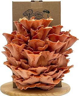 Merit Mushrooms - Large Pink Oyster Mushroom Growing Kit | Ready-to-Grow | Cut and Spray | Mushrooms in as Little as 2 Weeks | Grow Your Own Mushrooms