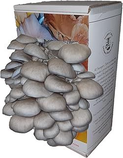 Blue Oyster Mushroom Growing Kit | Gardening Gifts - Ready to Grow Mushrooms Kit | Fun to Grow & Delicious to Eat |Blue Oyster Grow Kit | Grow Your Own Kits - Mushroom Gifts | Foragers Table