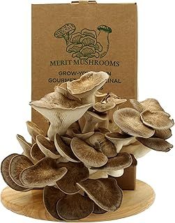 Large Black Pearl Oyster Mushroom Growing Kit | Ready-to-Grow | Cut and Spray | Mushrooms in as Little as 2 Weeks | Grow Your Own Mushrooms