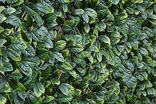 eXtreme Artificial Laurel Leaf Trellis | 2m x 1m Expandable Privacy Screening Hedge for Outdoor Gardens, Balcony, and Terraces | Realistic and UV-Stabilized Decorative Fencing Panel