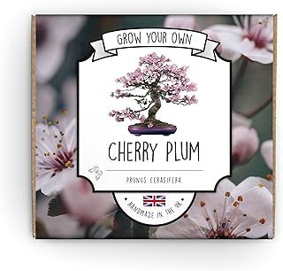 Grow Your Own Bonsai Tree Kit - Cherry Plum - Complete Beginner Starter Kit | Easy to Use Instructions | Handmade in UK | Gift for Any Ocassion | Gardening Gifts for Any Age | Crafts Hobby Kit