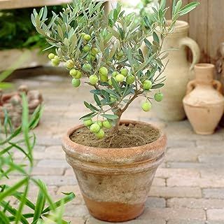 GardenersDream Olea Europaea Olive Tree - Live Evergreen Indoor Plant in Pot - Healthy Fruit Plants for Home Decor - Low Maintenance House Plants - Great Gifts for Plant Lovers (20-30 cm)