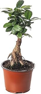 Ficus Ginseng Bonsai Tree Tall Indoor Plants Exotic Large Trees for Your Home (20-30cm incl. Pot)