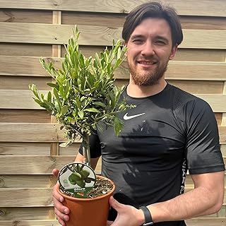 One Hardy Potted Olive Trees | Height 50-60cm | Evergreen Patio Tree
