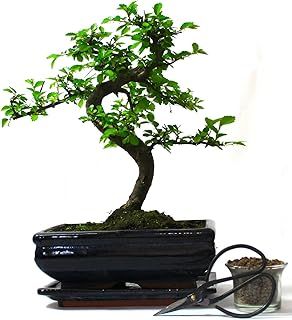 Chinese Elm Bonsai Tree S Trunk 20cm Blue Pot