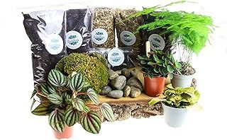Terrarium Starter Kit Large, Complete Kit with Living Plants Included