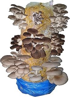 Mushroom Growing Kit, Edible Blue, Florida & Phoenix Oyster, XL 1 Meter Long, Easy and Fast Ideal for Beginner Mushroom Grow kit, Including Living Spawn, Gardening Gifts - Foragers Table