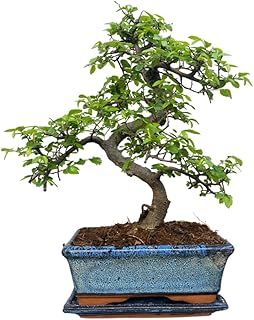 Chinese Elm Bonsai Tree - You Choose (9yr Chinese Elm)