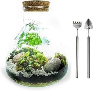 5L Medium Angular Glass Bottle Closed Terrarium Kit with 3 Real Plants, Real Moss and Tool Set