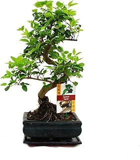 Bonsai Ligustrum 7 yrs Old - 1 Tree