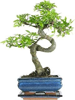 Chinese Elm Bonsai Tree