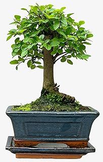 Bonsai Chinese Elm in Ceramic with Saucer House Plant Bonsai Tree Houseplant Plants Easy to Grow Your Own 1x 12cm Potted Plant