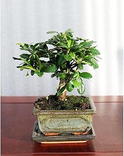 Evergreen Indoor Bonsai Tree in Ceramic Pot planter - easy care HousePlant Variety Carmona Fukien Tea plant in 12cm Pot