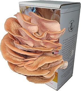 Pink Oyster Mushroom Growing Kit | Gardening Gifts - Ready to Grow Mushrooms Kit | Fun to Grow & Delicious to Eat | Pink Oyster Grow Kit | Grow Your Own Kits - Mushroom Gifts | Foragers Table