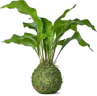 Home Decor Fern Bonsai Tree Indoor Plant in Green Moss Ball for Bedroom | Zen Garden and Desk Decor | Indoor House Plant or Gardening Gifts 10 Years.- 25cm High