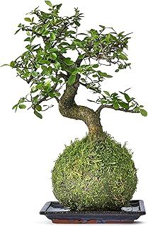Tranquil Plants Chinese Elm Bonsai Tree | Kokedama House Plant with Green Moss Ball for Bedroom -Office | Home Decor Indoor House Plants Gardening Gifts- 10 Years 25cm High (Plant with Tray)