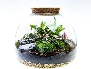 Large Glass Domed Terrarium with 4 Living Plants, Moss and Tool Set - The Ultimate Terrarium Kit