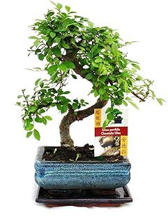 Bonsai Elm parvifolia S Style 7 yr - 1 tree - By Bonsai2u