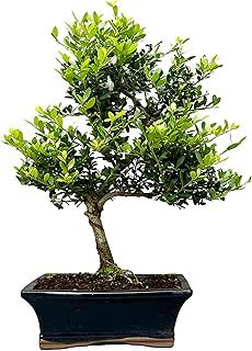 Ilex Flowering Indoor/Outdoor Bonsai Tree 25-35 cm in Ceramic Pot