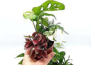 5 Closed Terrarium Plants • Small Mixed Terrarium Plants in 7cm Pot