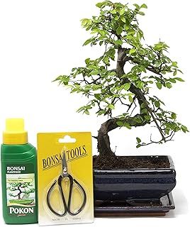 Chinese Elm Bonsai Tree Kit - 9 Year Old Bonsai Tree with Plant Feed & Scissors