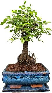 Chinese Elm Bonsai Tree Broom Style with Matching Ceramic Bonsai Tray