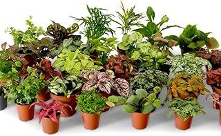 Terrarium Plant Mix, Plants Perfect for Terrariums, Random Selection Terrarium Plants, Indoor Plants, Baby Plants, Small Mixed Terrarium Plants (Mix of 7)