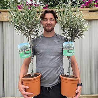 Olive Tree 1.1m Approx | 1 Potted Patio Hardy Tree | Olea Europea, Gold