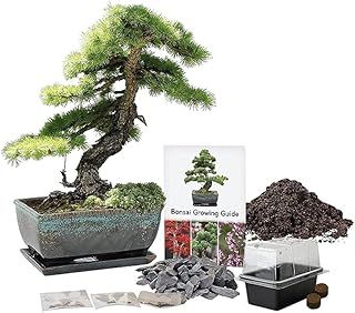 Pronto Seed Grow Your Own Bonsai Tree Kit with Glazed Ceramic Planter - Complete Indoor Growing Set with Pine, Sweet Gum & Red Bud Bonsai Seeds - Gardening Gift