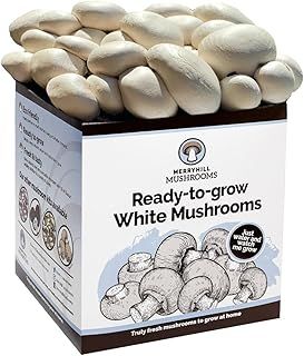 Merryhill Mushrooms - Fresh White Mushroom Growing Kit | Gardening Gifts for Women, Men & Kids | Grow Your Own | Easy & Delicious to Eat (One White Mushroom Grow Kit)