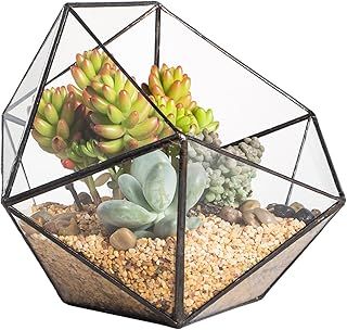 NCYP Glass Terrarium Planter for Succulents, Bowl Shape Open Geometric Plant Terrarium, Clear Centerpiece, Indoor Balcony Tabletop Decor, Black (No Plants)