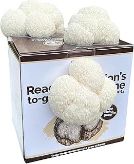 Ready Growing XL Lion's Mane Mushroom Growing Kit | Easy to Grow, Perfect Indoor Gardening Gift, Large Yield and Harvest | Fun to Grow, Gourmet Mushroom | Grow Your Own Kits |