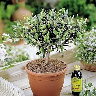 Olivia Europeana Olive Tree - Small but Mature with Thick stem - Ideal Small Gift